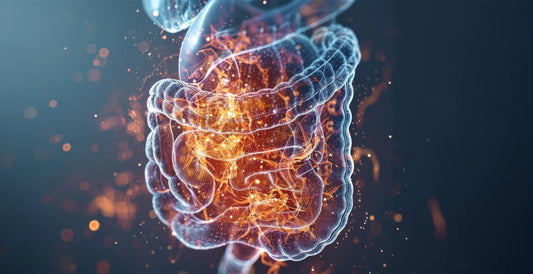 Neuro-mikrobiom: Jak bakterie jelitowe projektują Twoją odporność na stres